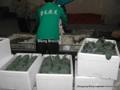 China Fresh new crop 2012 fresh broccoli for sale