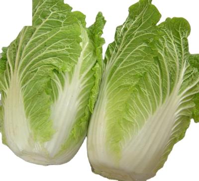 China 2022 New Hot Sell Fresh Cultured Chinese Cabbage 4-6 Pcs In 10kg Carton Supplying From Shandong Hebei Xiamen for sale