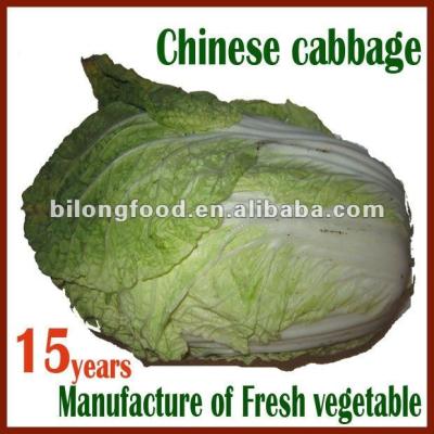 China 2018 new farm fresh long white chinese cabbage (Shandong, Xiamen, Hebei) for sale