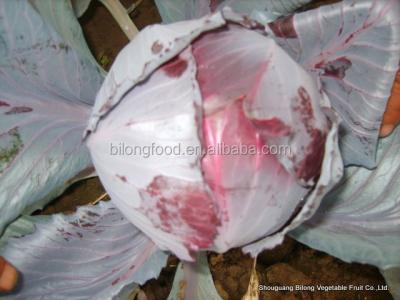 China Fresh wholesale export standard fresh purple cabbage (red cabbage) for sale