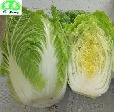 China New Fresh Cultured Hot Sale Fresh Chinese Cabbage 4-6 Pcs In Shandong Hebei Xiamen Carton 10kg for sale