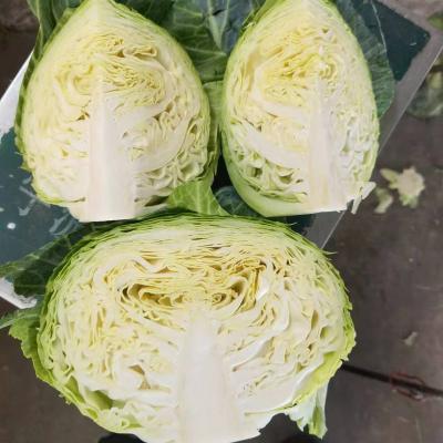 China 2022 Fresh Chinese Fresh Cabbage Supplying Canada Singapore, Malaysia, Korea, UAE for sale