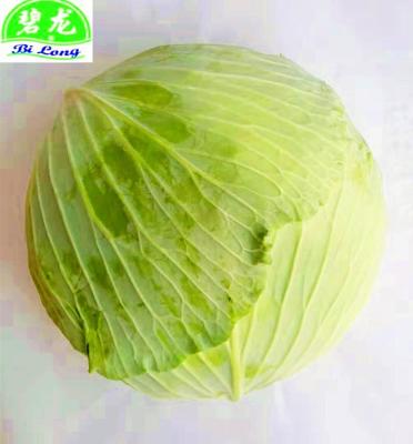 China 2022 Fresh Chinese Round Cabbage / Purple Cabbage Flat Cabbage With GAP Certificate Supplying All Year Round for sale