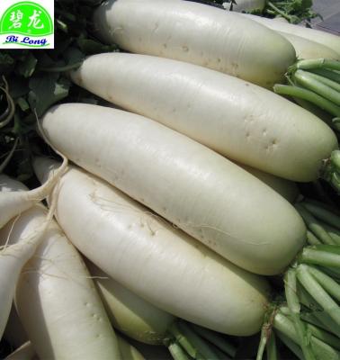 China Fresh White Radish S 500-750G M 750-1000G L 1000-1300G New China Fresh Season Supplying To The World for sale