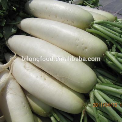 China 2019 new crop fresh fresh white raddish for sale