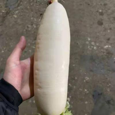 China 2022 direct Shandong Xiamen cultivation of GAP fresh Chinese fresh white radish manufacturing new high quality for sale