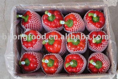 China fresh fresh bell pepper for sale