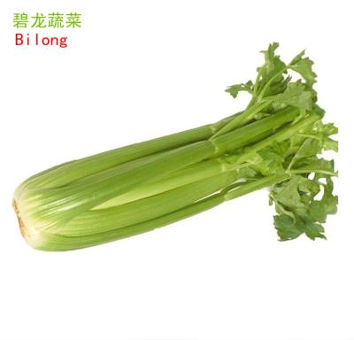 China 2022 new crop fresh Chinese fresh celery for sale