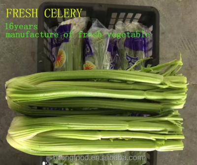 China 2018 New Wholesale Good Quality Fresh Chinese Celery 50 Crop for sale