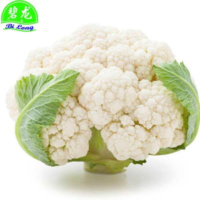 China 2022 Fresh New Crop Chinese Cauliflower GAP Manufacturing Supply All Year Round for sale