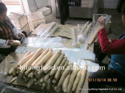 China 2017 Fresh Fresh Chinese Yam Supplying All Year Round for sale