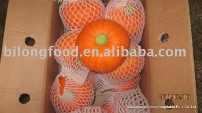 China Fresh fresh pumpkin (Chinese) for sale