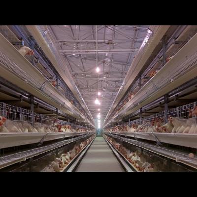 China Automatic Farms 4 Tiers Chicken Layer Cage One Layer Type Equipment for sale