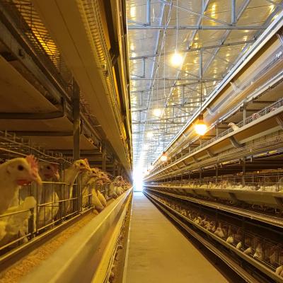 China Farms Poultry Farming Equipment Egg Layer Cages For Sale for sale