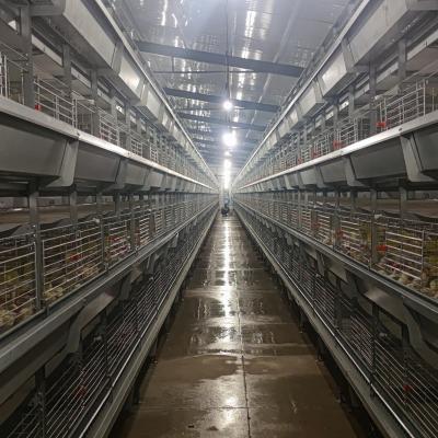 China Farms Modern Design Layer Chicken Cages With Automatic Egg Collection for sale