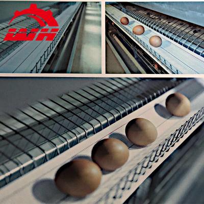 China Automatic Farms Wan He Chicken Farm Layer Egg Collection System / Livestock Equipment for sale