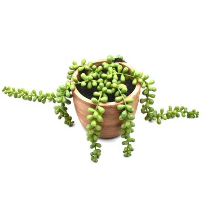 China Artificial Senecio Rowleyanus, High Level Simulation Everlasting Succulent String Creeping Vine Beads With Paper Mache Pot For Decor for sale