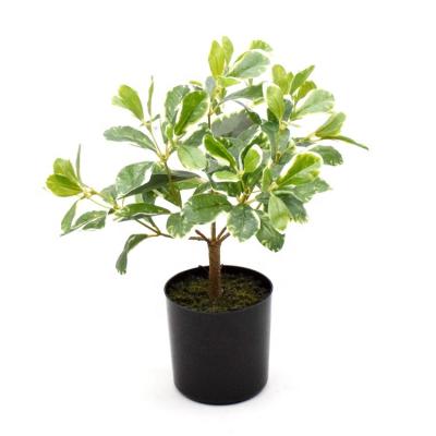 China High Level Simulation Polyscia Decorative Artificial Plant Tree Stabilizing Pot For Living Room, Bedroom, Home Decor Polyscia Bonsai for sale