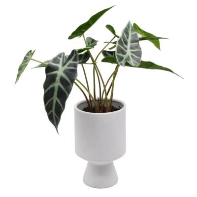 China High level simulation green taro leaf artificial potted plant in ceramic pots potted plants for home decor for sale