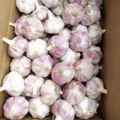 China Chinese Pure White High Quality Fresh Garlic Of 500g Net Bag Of Small Packet Of Fresh White Garlic Garlic for sale