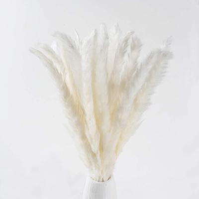 China wholesale 100% Real Natural Fresh Prop Culinan Pampas Feathers Artificial Pampas Grass Weiss Pampas Grass Bunch for sale