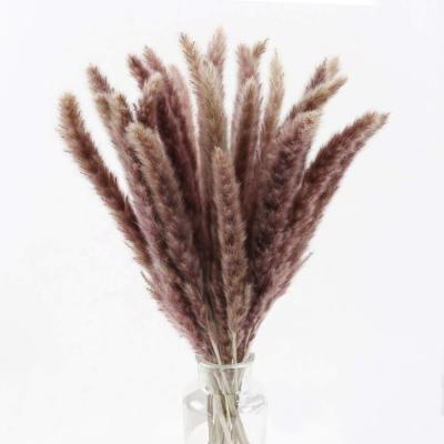 China wholesale 100% Real Natural Prop Culinan Fresh Reed Sticks Dried Pampas Grass Plume Phragmites Natural Pampas Grass For Decoration for sale