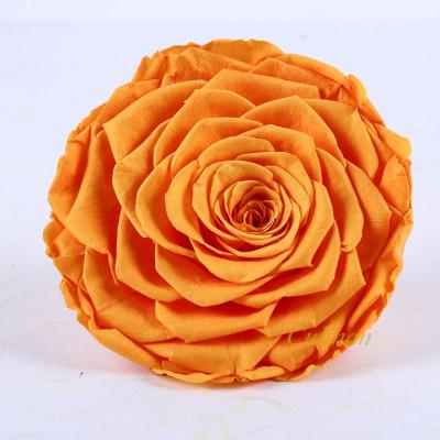 China Valentine's Day Culinan Wholesale 9-10Cm Eternal Flower Material Preserved Flower Preserved Roses For Mothers Day for sale