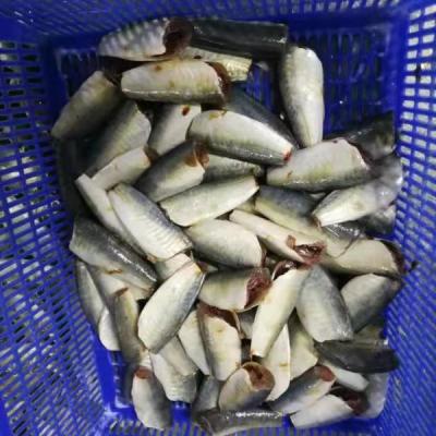 China FROZEN Saurels Frozen Hgt For Canning Use for sale