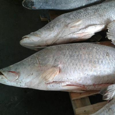 China New items of FROZEN fresh barramundi fish in china market for sale