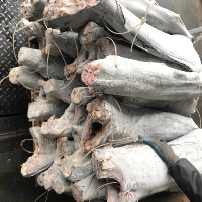 China FROZEN fresh frozen fish 10kg sail for sale