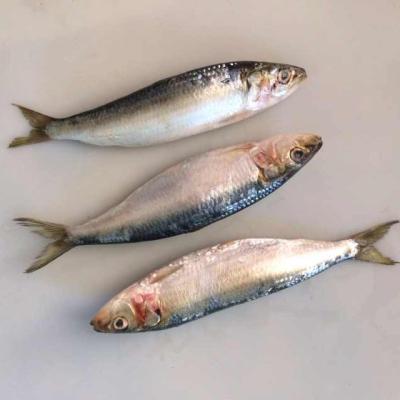 China Sardin FROZEN frozen fish for sale