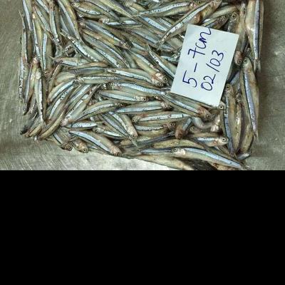 China FROZEN Fresh White Anchovy Fish Thailand Wholesale for sale