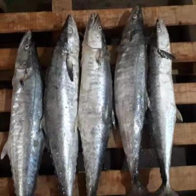 China Cheap Price FROZEN 2kg Up Kind Fish Frozen for sale