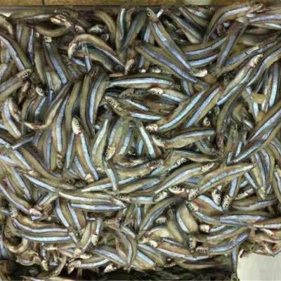 China Frozen white anchovies FROZEN for sale