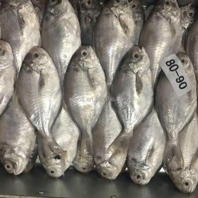 China FROZEN Blenny Whole Round for sale