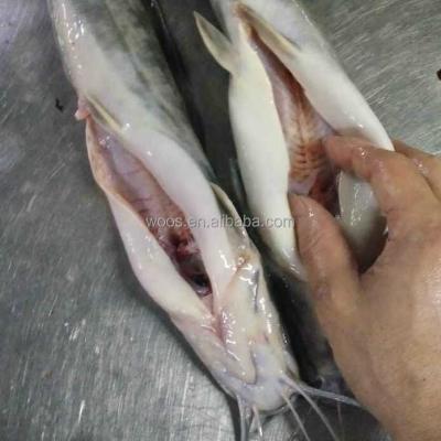 China FROZEN frozen catfish gutted for sale