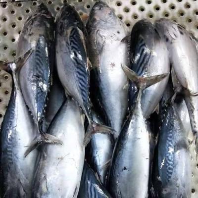 China FROZEN Cheap Price Three Spot Frozen Bonito For Sale for sale