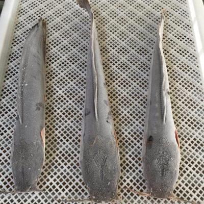 China FROZEN frozen catfish for sale