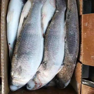 China Whole round of FROZEN gray mullet fish for sale