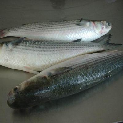 China FROZEN frozen gutted gray mullet whole round for sale