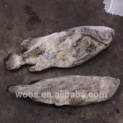 China FROZEN Frozen Grouper Whole Round For Sale for sale