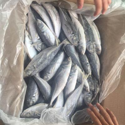 China FROZEN fresh and frozen saurel fish, herring fish, dry stockfish for sale