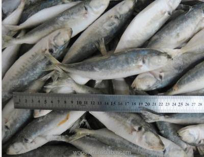 China FROZEN prices of fish saurels for sale