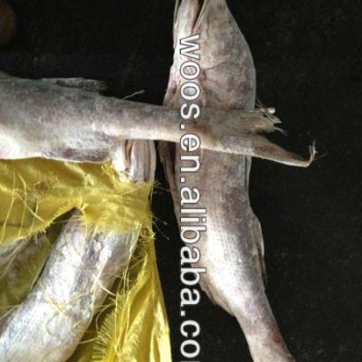 China FROZEN frozen kurau/threadfin fish for sale