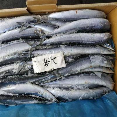 China FROZEN Pacific Scombresoce FROZEN /sanma for sale