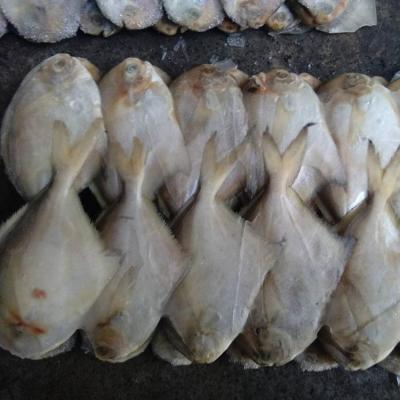 China IQF FROZEN Pigtails for the good market price for sale