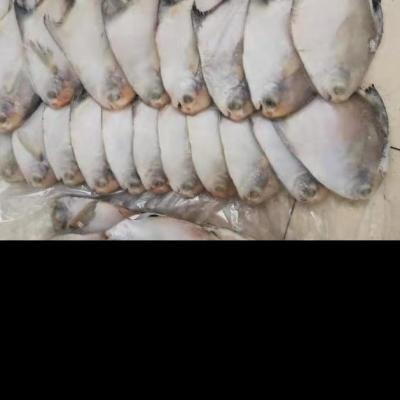 China FROZEN frozen silver damselfish for the market for sale