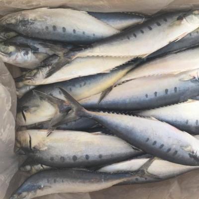 China Queen's FROZEN Frozen Fish for sale