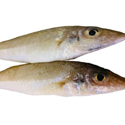 China NATURE'S GOOD SELLING Sand Whiting Frozen Sardine for sale