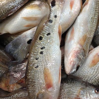 China FROZEN high quality frozen goldfish/Indonesia red drum fillet fish for sale